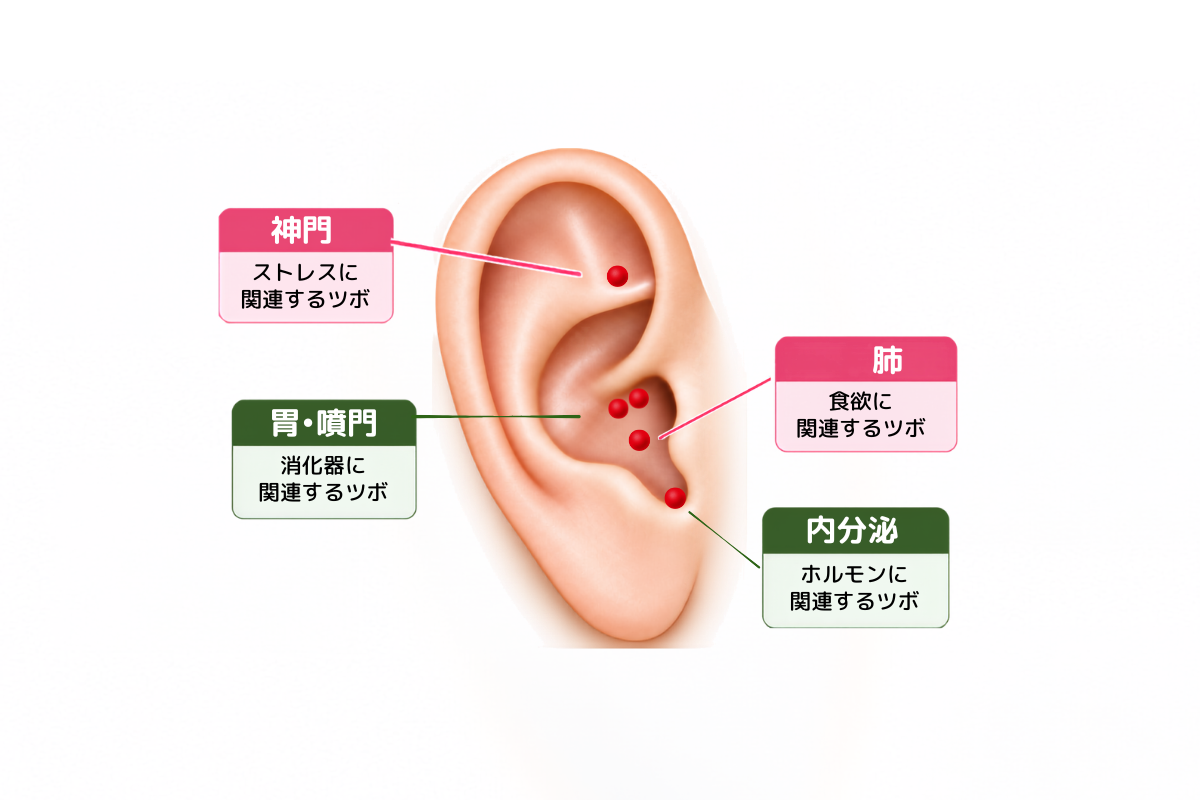 耳つぼを味方に頑張らないダイエット